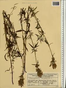 Dracocephalum ruyschiana L., Eastern Europe, Volga-Kama region (E7) (Russia)