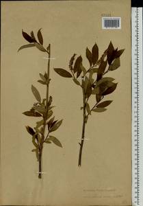 Salix triandra L., Eastern Europe, North-Western region (E2) (Russia)