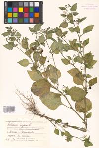 Solanum nigrum L., Eastern Europe, Moscow region (E4a) (Russia)