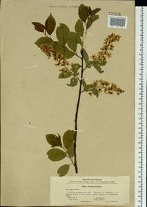 Prunus padus L., Siberia, Baikal & Transbaikal region (S4) (Russia)