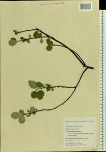 Cotoneaster integerrimus Medik., Eastern Europe, Northern region (E1) (Russia)