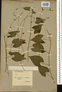 Fallopia convolvulus (L.) Á. Löve, Caucasus, Georgia (K4) (Georgia)