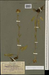 Campanula glomerata subsp. caucasica (Trautv.) Ogan., Caucasus, Georgia (K4) (Georgia)