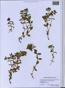 Honckenya peploides subsp. major (Hook.) Hultén, Siberia, Russian Far East (S6) (Russia)