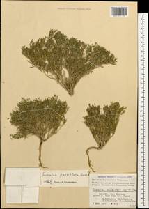 Fumaria parviflora Lam., Caucasus, Armenia (K5) (Armenia)