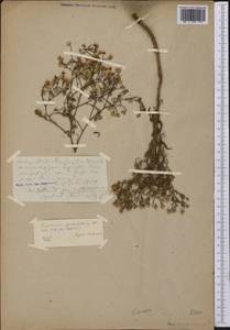 Symphyotrichum subulatum (Michx.) G. L. Nesom, America (AMER) (United States)