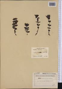 Bartsia alpina L., America (AMER) (Canada)