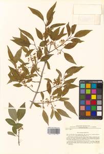 Euonymus maackii Rupr., Siberia, Russian Far East (S6) (Russia)