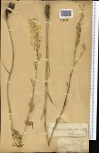 Delphinium biternatum Huth, Middle Asia, Dzungarian Alatau & Tarbagatai (M5) (Kazakhstan)
