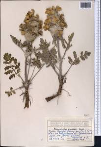 Phlomoides speciosa (Rupr.) Adylov, Kamelin & Makhm., Middle Asia, Northern & Central Tian Shan (M4) (Kazakhstan)