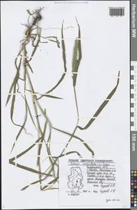 Setaria verticillata (L.) P.Beauv., Eastern Europe, Volga-Kama region (E7) (Russia)