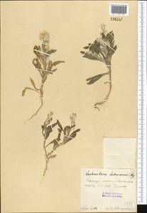 Lachnoloma lehmannii Bunge, Middle Asia, Pamir & Pamiro-Alai (M2) (Turkmenistan)