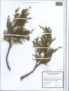 Juniperus, Middle Asia, Pamir & Pamiro-Alai (M2) (Uzbekistan)