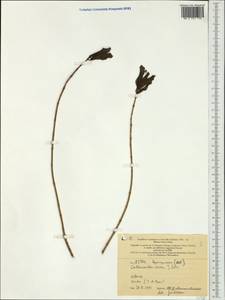 Catharanthus roseus (L.) G. Don, Australia & Oceania (AUSTR) (New Caledonia)