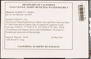 Trochophyllohypnum circinale (Hook.) Jan Kučera & Ignatov, Bryophytes, Bryophytes - America (BAm) (United States)