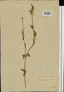 Silene noctiflora L., Eastern Europe, Middle Volga region (E8) (Russia)