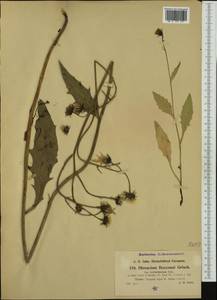 Hieracium kuekenthalianum subsp. trichothecum (Zahn ex Dalla Torre & Sarnth.) Gottschl., Western Europe (EUR) (Italy)