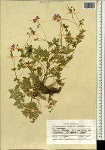 Geranium saxatile Kar. & Kir., South Asia, South Asia (Asia outside ex-Soviet states and Mongolia) (ASIA) (Afghanistan)