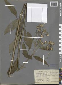 Senecio nemorensis L., Siberia, Baikal & Transbaikal region (S4) (Russia)