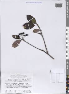 Sorbaronia ×arsenii (Britton & Arsène) G. N. Jones, Siberia, Russian Far East (S6) (Russia)