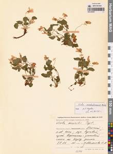 Viola sacchalinensis H.Boissieu, Siberia, Chukotka & Kamchatka (S7) (Russia)