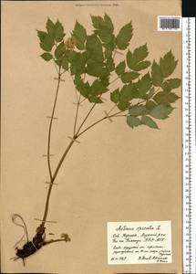 Actaea spicata L., Eastern Europe, Northern region (E1) (Russia)
