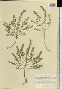 Alyssum alyssoides (L.) L., Eastern Europe, Central forest-and-steppe region (E6) (Russia)