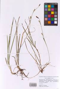 Carex vaginata Tausch, Eastern Europe, Moscow region (E4a) (Russia)