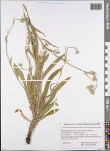 Pilosella echioides subsp. echioides, Eastern Europe, Rostov Oblast (E12a) (Russia)
