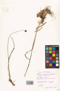 Allium strictum Schrad., Siberia, Chukotka & Kamchatka (S7) (Russia)