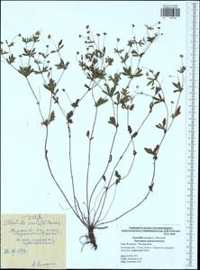 Potentilla erecta (L.) Raeusch., Eastern Europe, Central region (E4) (Russia)