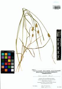 Carex vesicata Meinsh., Siberia, Baikal & Transbaikal region (S4) (Russia)