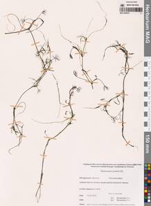 Ranunculus gmelinii DC., Siberia, Chukotka & Kamchatka (S7) (Russia)