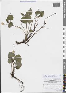 Viola mirabilis L., Eastern Europe, Middle Volga region (E8) (Russia)
