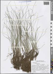 Festuca nigrescens Lam., Eastern Europe, North-Western region (E2) (Russia)