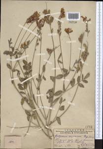 Hedysarum songoricum Bong., Middle Asia, Pamir & Pamiro-Alai (M2) (Uzbekistan)