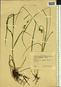 Carex mollissima Christ ex Scheutz, Siberia, Yakutia (S5) (Russia)