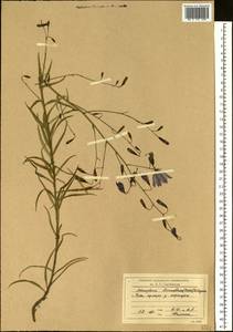 Adenophora stenanthina (Ledeb.) Kitag., Siberia, Baikal & Transbaikal region (S4) (Russia)