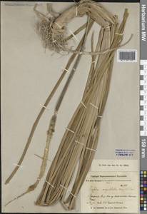 Typha domingensis Pers., Middle Asia, Pamir & Pamiro-Alai (M2) (Uzbekistan)