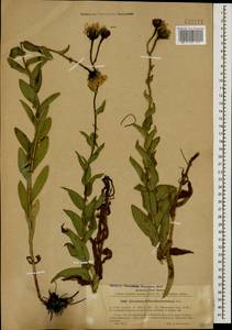 Hieracium atrocephalum Schmalh., Caucasus, Stavropol Krai, Karachay-Cherkessia & Kabardino-Balkaria (K1b) (Russia)