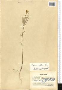 Erysimum diffusum Ehrh., Middle Asia, Western Tian Shan & Karatau (M3) (Kazakhstan)
