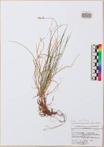 Carex pilulifera L., Eastern Europe, Central region (E4) (Russia)