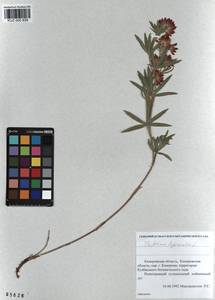KUZ 000 839, Trifolium lupinaster L., Siberia, Altai & Sayany Mountains (S2) (Russia)