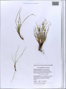 Carex subspathacea Wormsk. ex Hornem., Eastern Europe, Northern region (E1) (Russia)