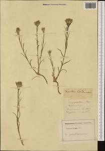 Dianthus pseudarmeria M. Bieb., Western Europe (EUR) (Not classified)