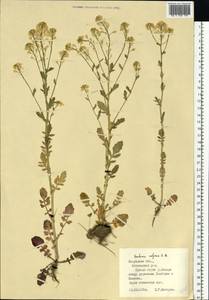 Barbarea vulgaris (L.) W.T.Aiton, Eastern Europe, Central region (E4) (Russia)