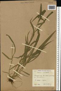 Setaria verticillata (L.) P.Beauv., Eastern Europe, Rostov Oblast (E12a) (Russia)