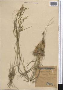 Piptatherum songaricum (Trin. & Rupr.) Roshev., Middle Asia, Northern & Central Tian Shan (M4) (Kyrgyzstan)