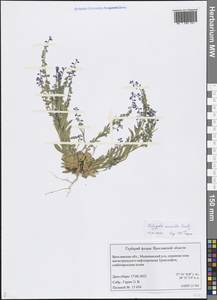 Polygala amarella Crantz, Eastern Europe, Central forest region (E5) (Russia)