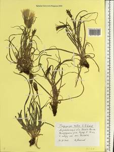 Tragopogon ruber S. G. Gmel., Eastern Europe, Lower Volga region (E9) (Russia)